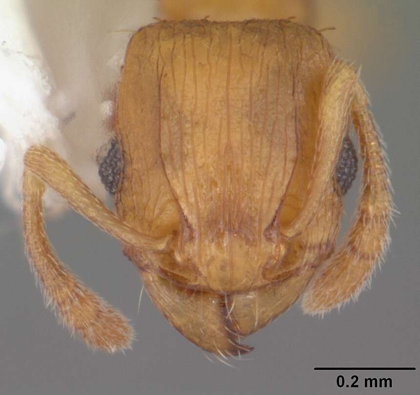 Image of Ant