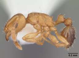Image of Ant