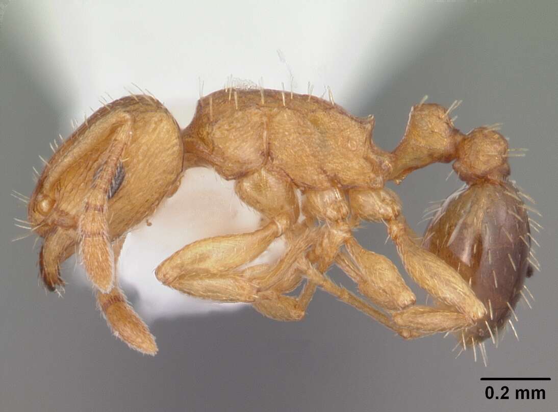 Image of Ant