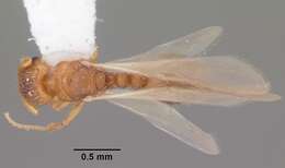 Image of Ant
