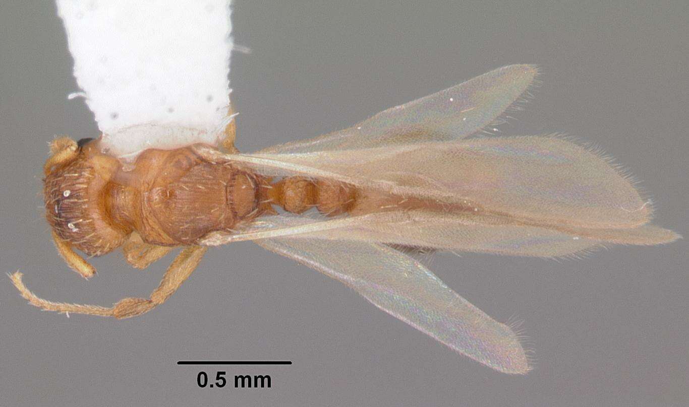Image of Ant
