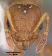 Image of Ant