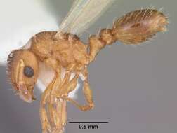 Image of Ant