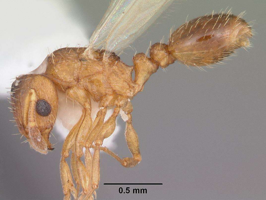 Image of Ant