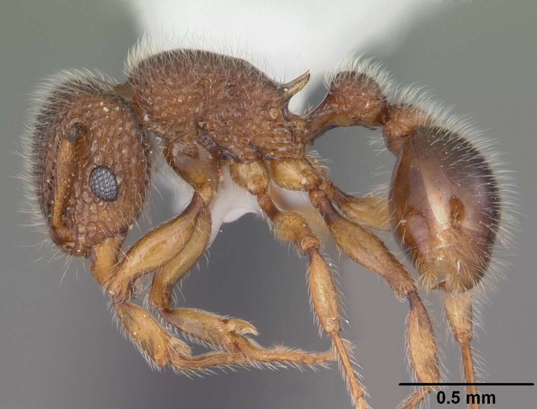 Image of Ant