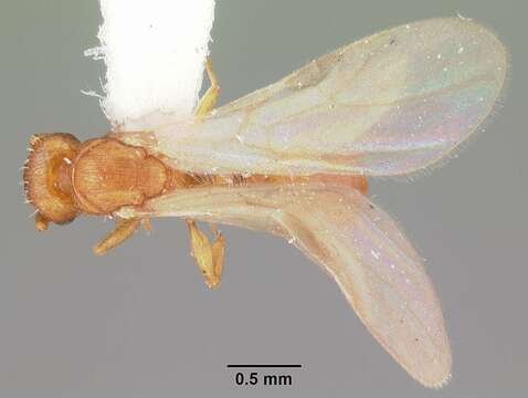 صورة Tetramorium simillimum (Smith 1851)