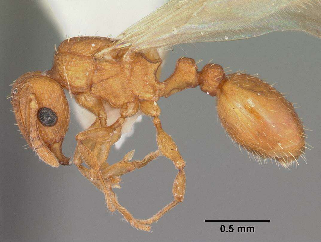 Image of Ant