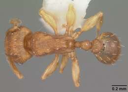 Image of Ant