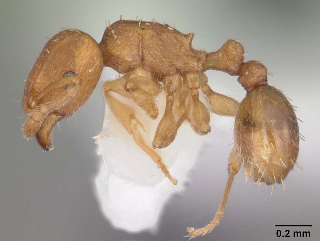 Image of Ant