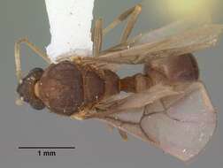 沃氏蟻屬的圖片