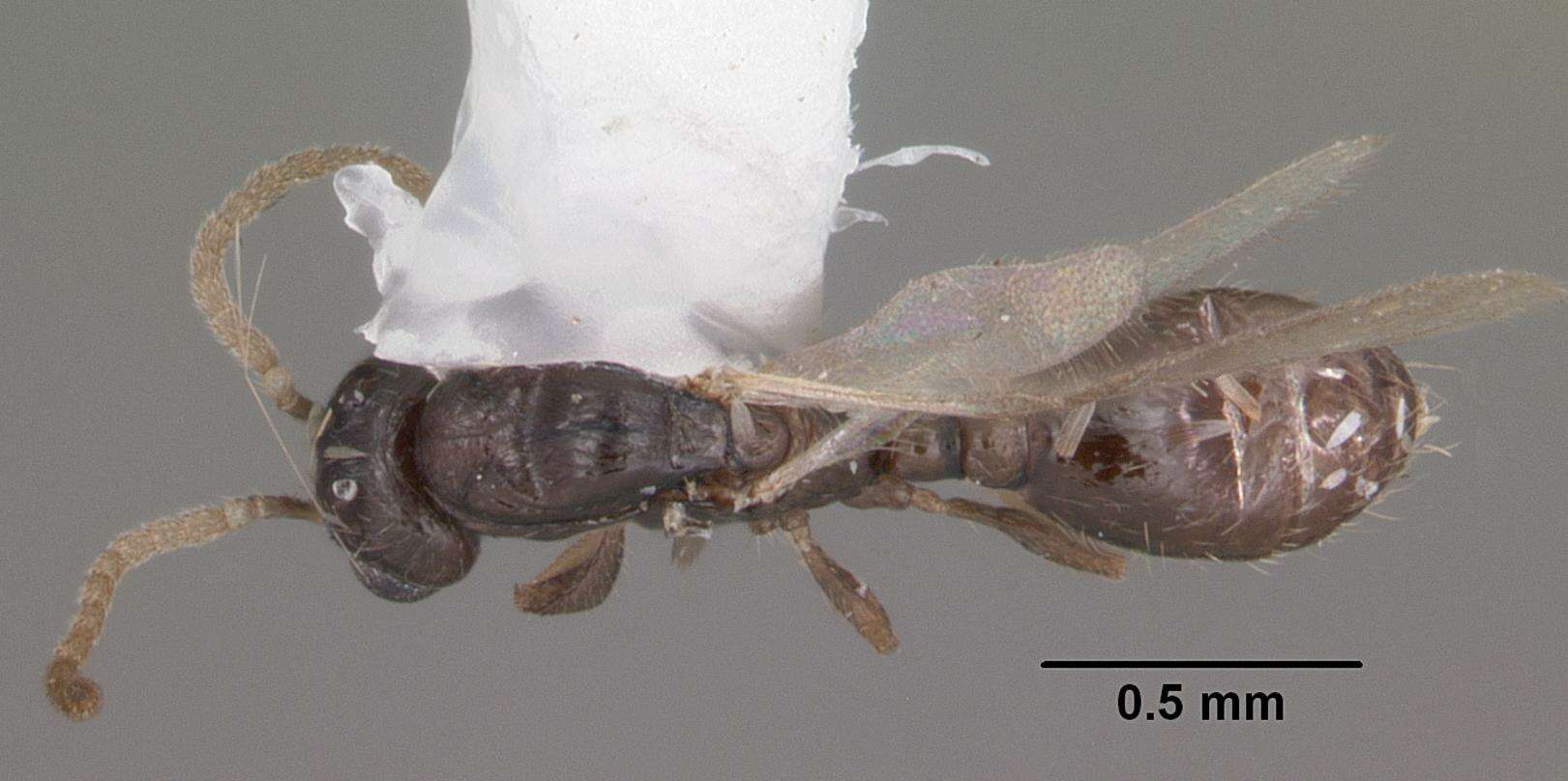 Image of Xenomyrmex