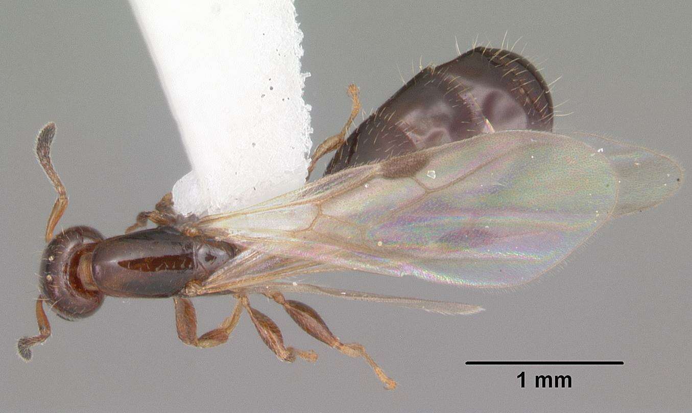 Plancia ëd Xenomyrmex