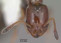 Plancia ëd Xenomyrmex