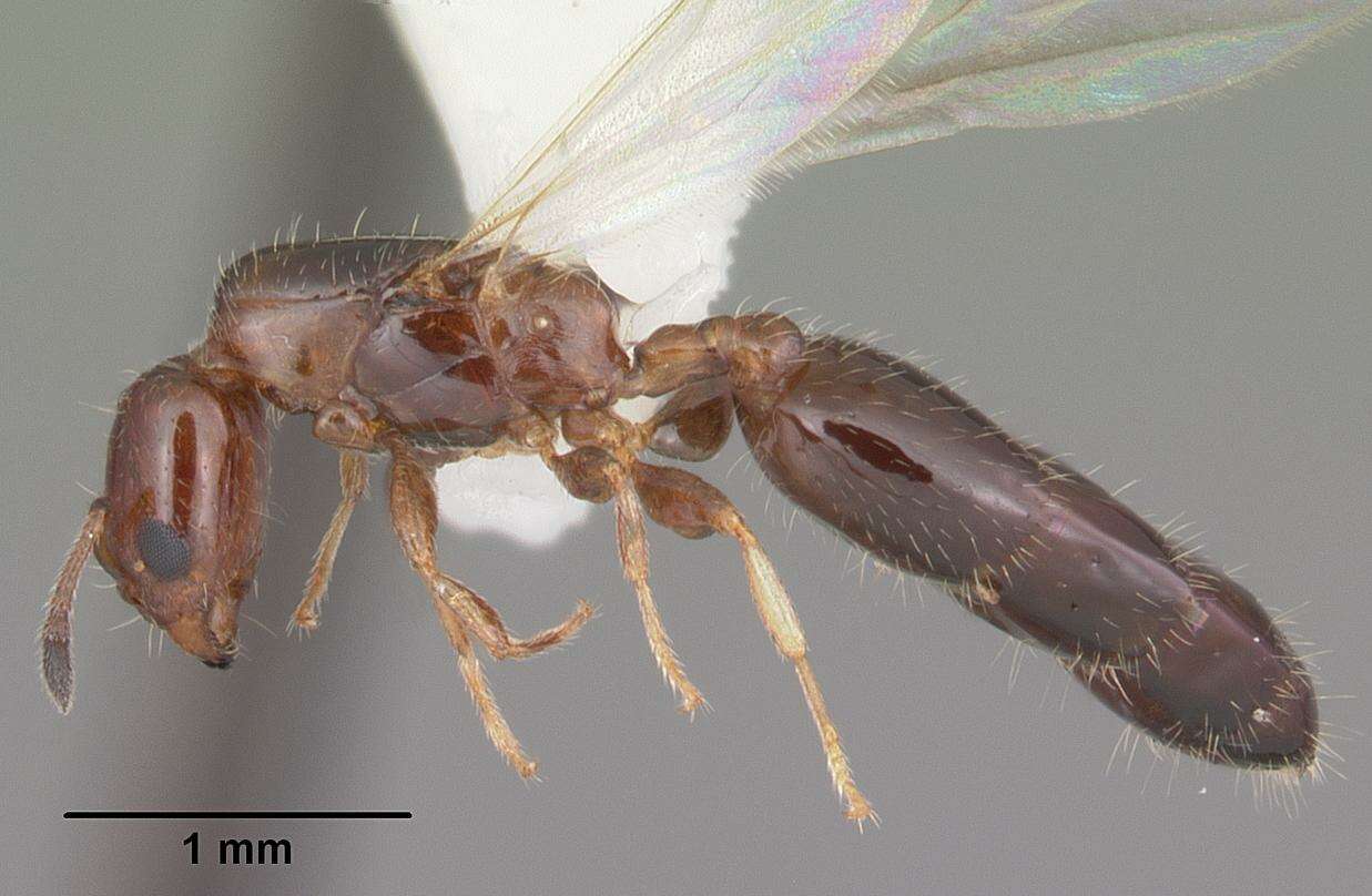 Plancia ëd Xenomyrmex