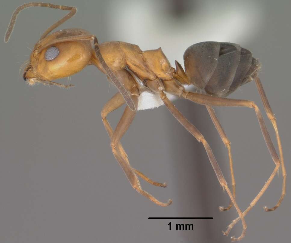 Image of Pyramid Ants