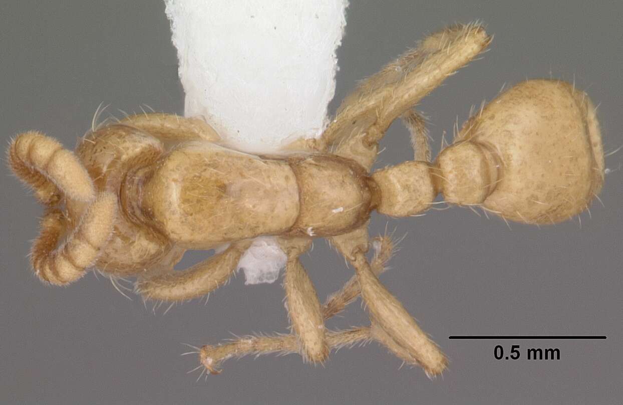 Image of Neivamyrmex swainsonii (Shuckard 1840)