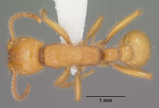 Neivamyrmex harrisii (Haldeman 1852)的圖片