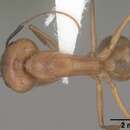 Image of Camponotus festinatus (Buckley 1866)