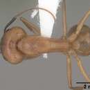 Imagem de Camponotus festinatus (Buckley 1866)