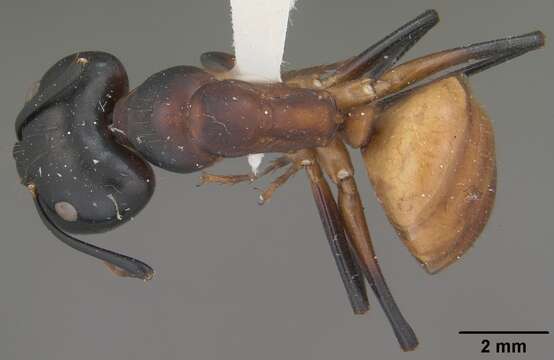 Plancia ëd Camponotus ocreatus Emery 1893