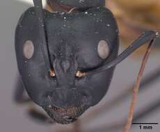 Image of Camponotus ocreatus Emery 1893