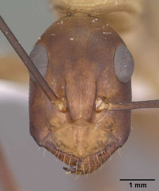 Image of Camponotus ocreatus Emery 1893