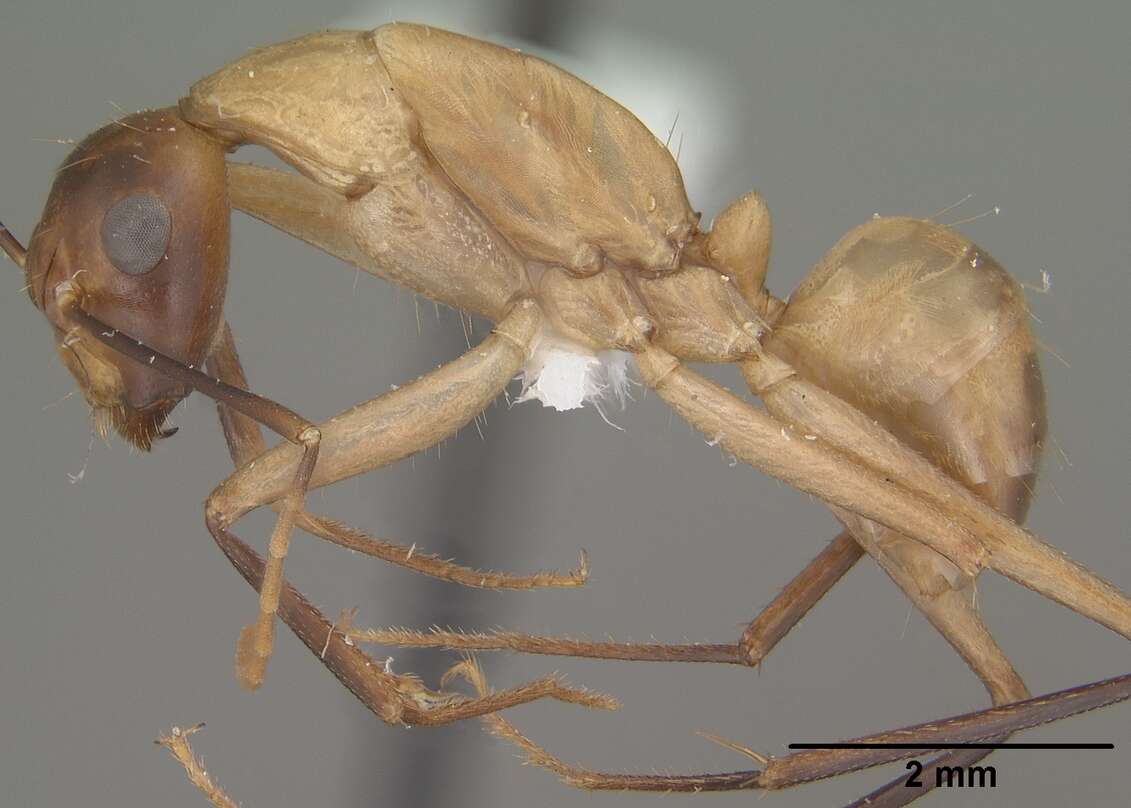 Image of Camponotus ocreatus Emery 1893