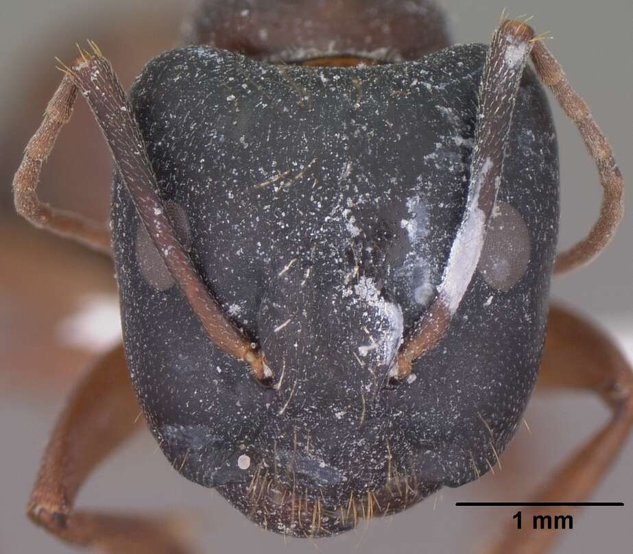 Image of Camponotus sansabeanus (Buckley 1866)