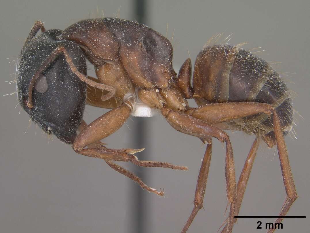 Image of Camponotus sansabeanus (Buckley 1866)