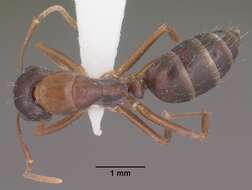 Image of Camponotus sansabeanus (Buckley 1866)