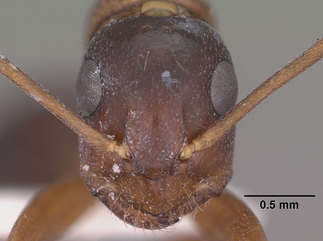 Image of Camponotus sansabeanus (Buckley 1866)