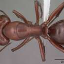 Image of Camponotus schaefferi Wheeler 1909