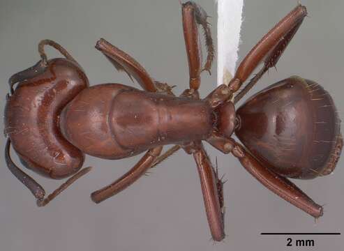 Image of Camponotus schaefferi Wheeler 1909