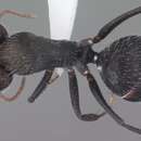 Imagem de Camponotus ulcerosus Wheeler 1910