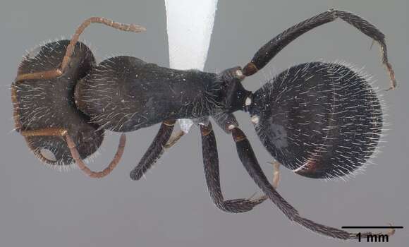 صورة Camponotus ulcerosus Wheeler 1910