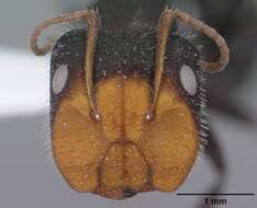 صورة Camponotus ulcerosus Wheeler 1910