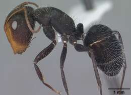 صورة Camponotus ulcerosus Wheeler 1910