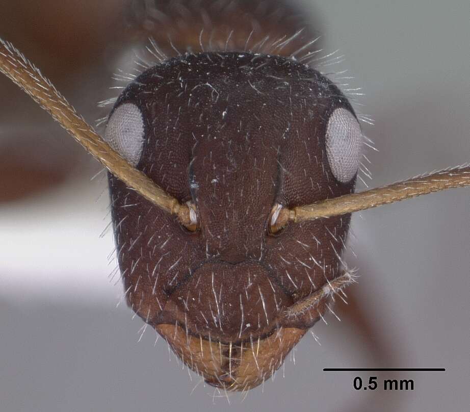 صورة Camponotus ulcerosus Wheeler 1910