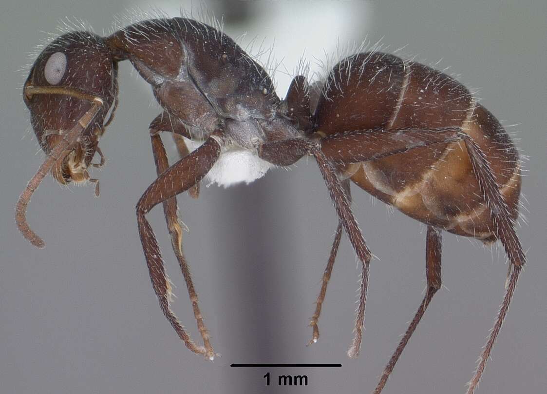 صورة Camponotus ulcerosus Wheeler 1910