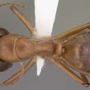 Image of Camponotus vafer Wheeler 1910