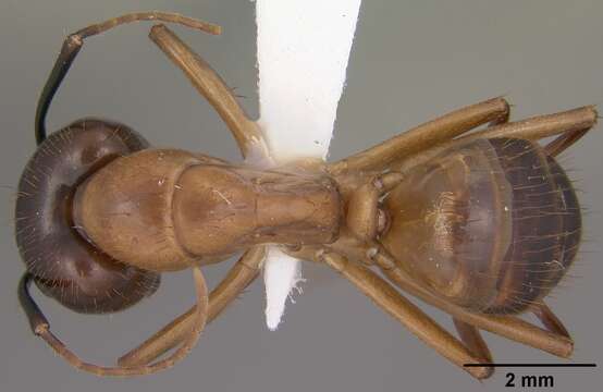 Image de Camponotus vafer Wheeler 1910