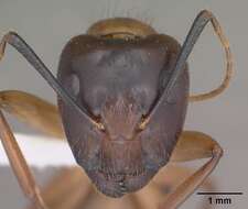 Image of Camponotus vafer Wheeler 1910