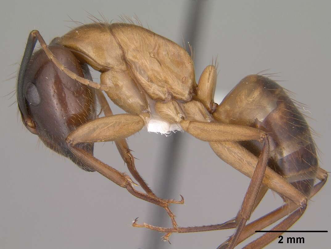 Image of Camponotus vafer Wheeler 1910