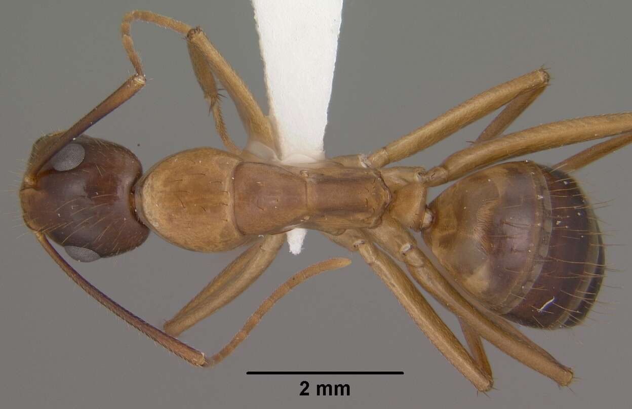 Image of Camponotus vafer Wheeler 1910