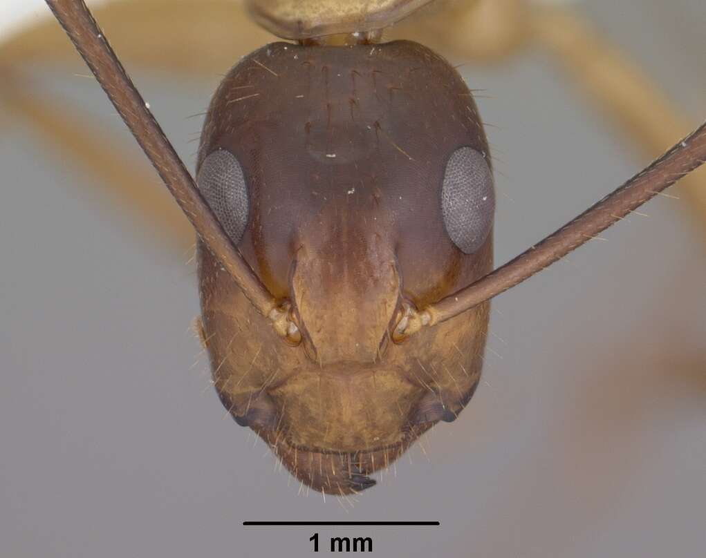 Image of Camponotus vafer Wheeler 1910