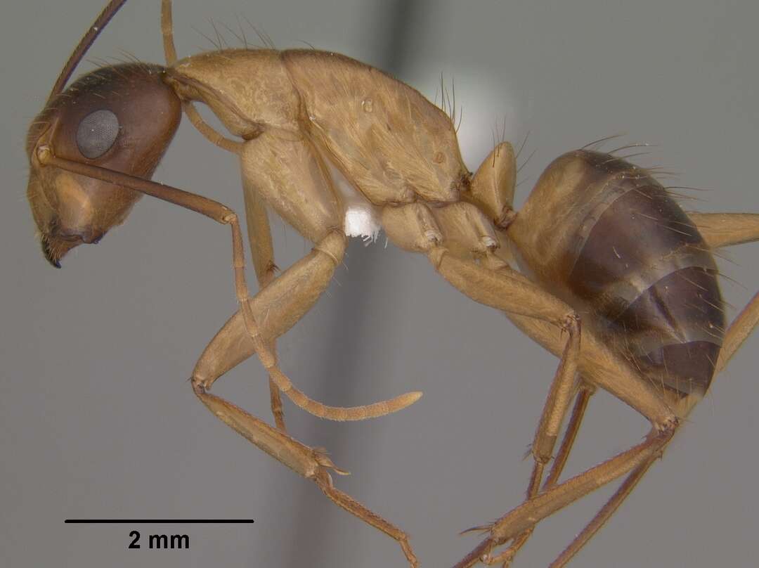 Image of Camponotus vafer Wheeler 1910