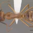 Image of <i>Camponotus pudorosus</i>
