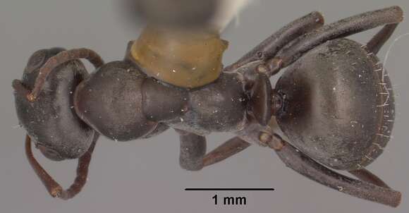 Image of Formica occulta Francoeur 1973