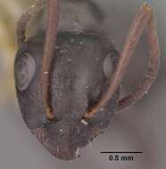 Image of Formica occulta Francoeur 1973