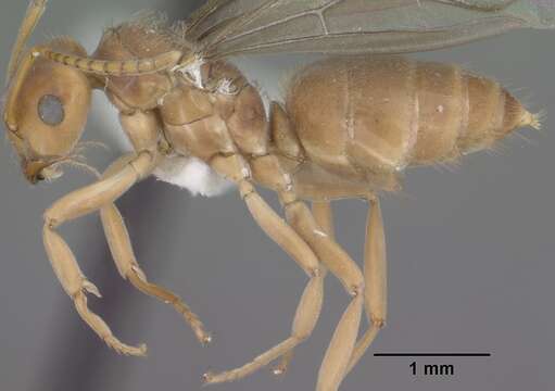 Image of Lasius humilis Wheeler 1917